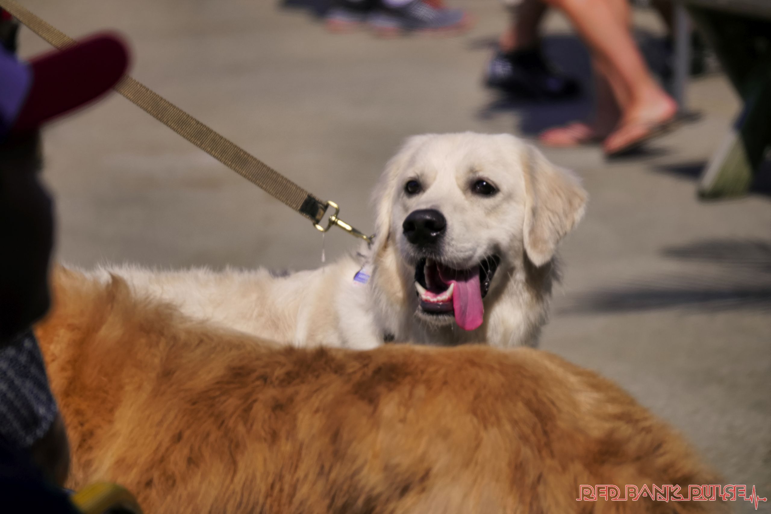 Dogs of all breeds made their way down the runway at the “Strut Your